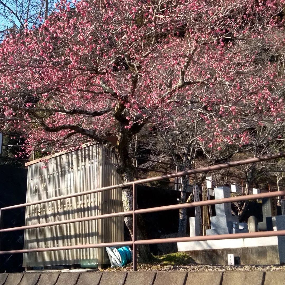 画像279